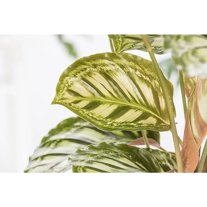 Piardino Bunte Pfeilwurz - Maranta in Sorten, Topfgröße: 6 cm - Stimmungsaufnahme