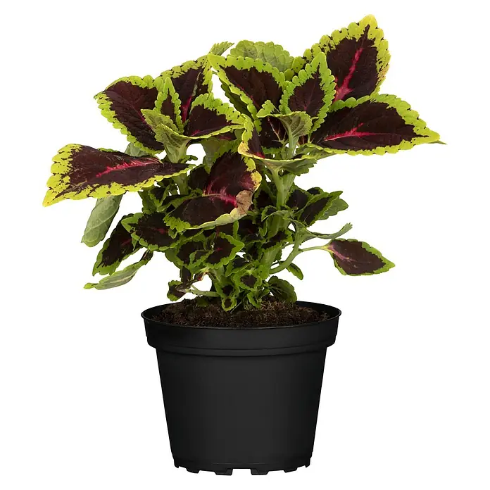 Pflanzen-Mix Color your shade - Knollenbegonien, Coleus, Impatiens, Bacopa, Fuchsien, Topfgröße: 12 cm - Vorderansicht