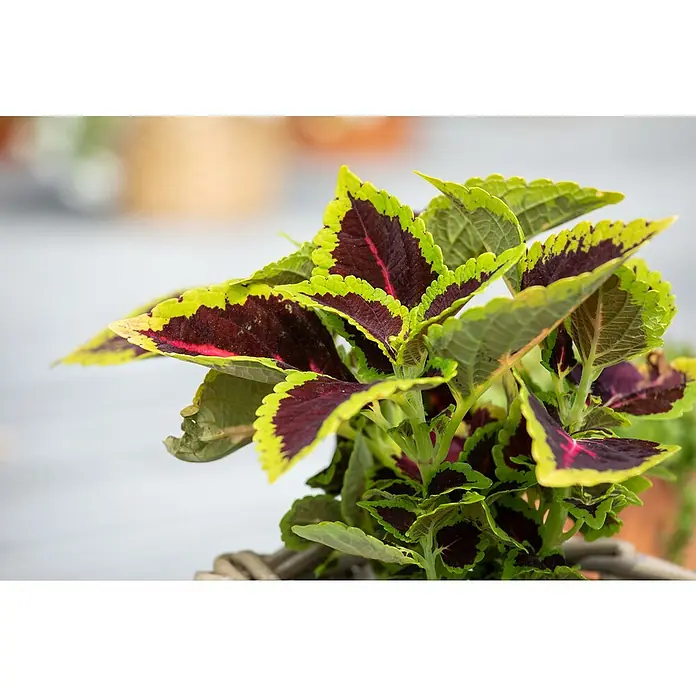 Piardino Buntnessel - Coleus blumei, Topfgröße: 6 cm - Stimmungsaufnahme