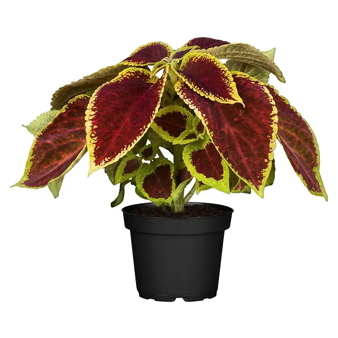 Piardino Buntnessel - Coleus blumei, Topfgröße: 6 cm - Vorderansicht