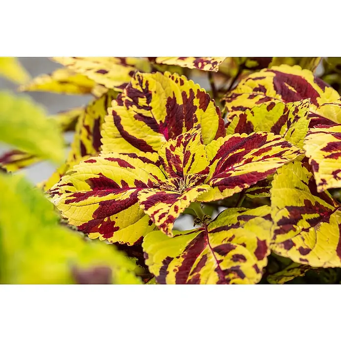 Piardino Buntnessel - Coleus blumei, Topfgröße: 6 cm - Stimmungsaufnahme
