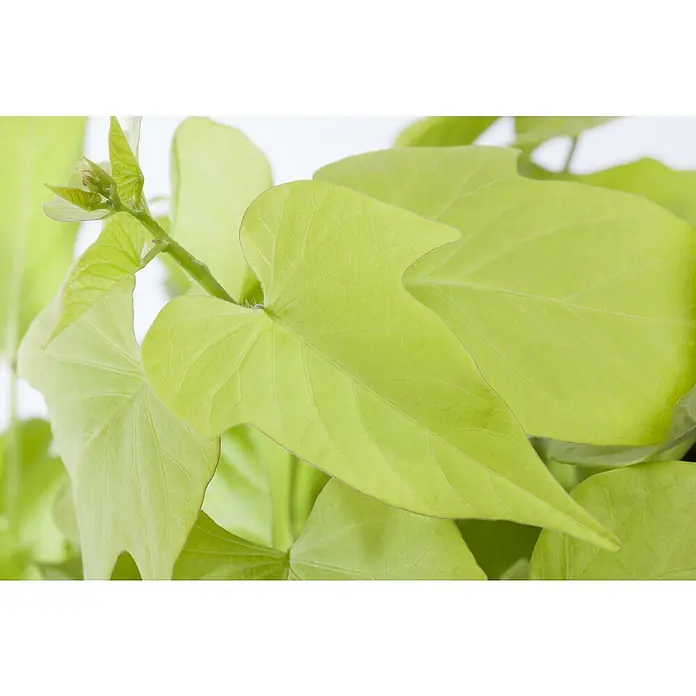 Piardino Süßkartoffel Bio - Ipomoea batatas 'Erato'®, Erntezeit: September - Oktober - Stimmungsaufnahme