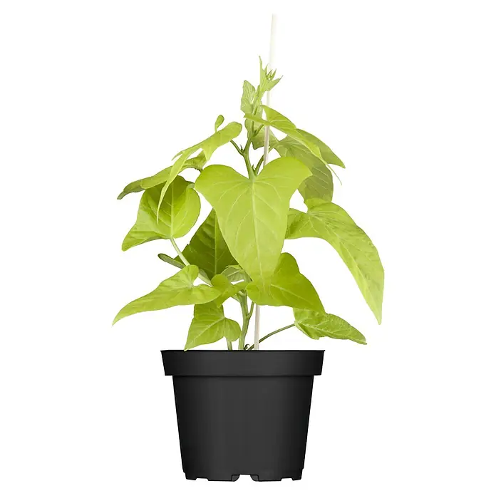 Piardino Süßkartoffel Bio - Ipomoea batatas 'Erato'®, Erntezeit: September - Oktober - Vorderansicht