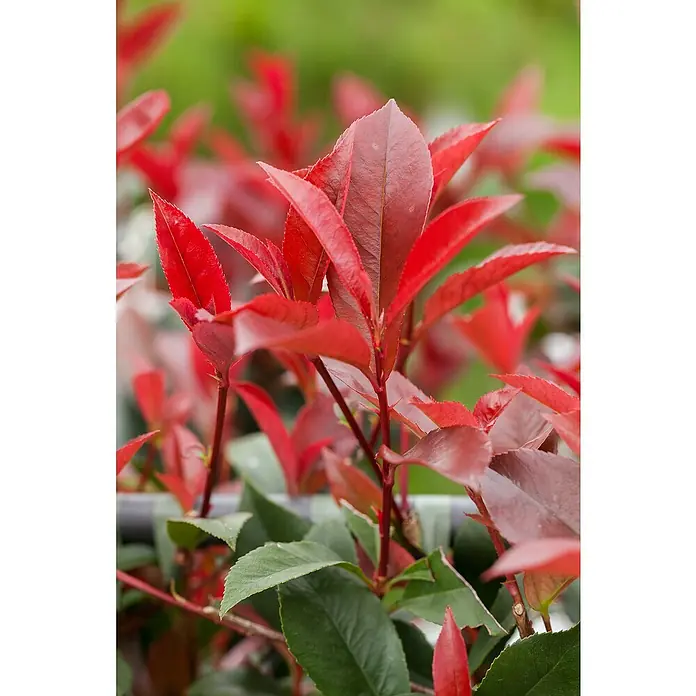 Piardino Glanzmispel - Photinia fraseri Red Robin, Topfgröße: 24 cm - Stimmungsaufnahme