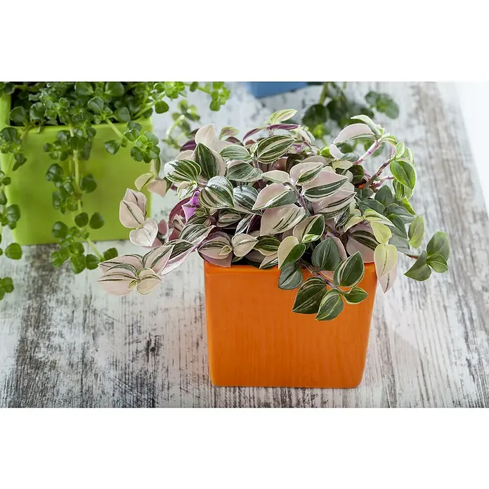 Piardino Dreimasterblume - Tradescantia zebrina 'Nanouk', Topfgröße: 12 cm - Stimmungsaufnahme