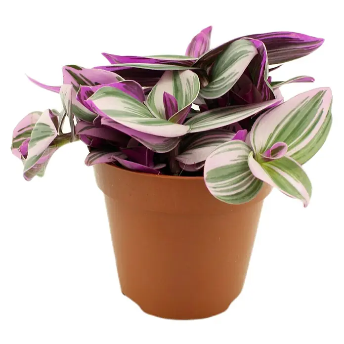 Piardino Dreimasterblume - Tradescantia zebrina 'Nanouk', Topfgröße: 12 cm - Vorderansicht