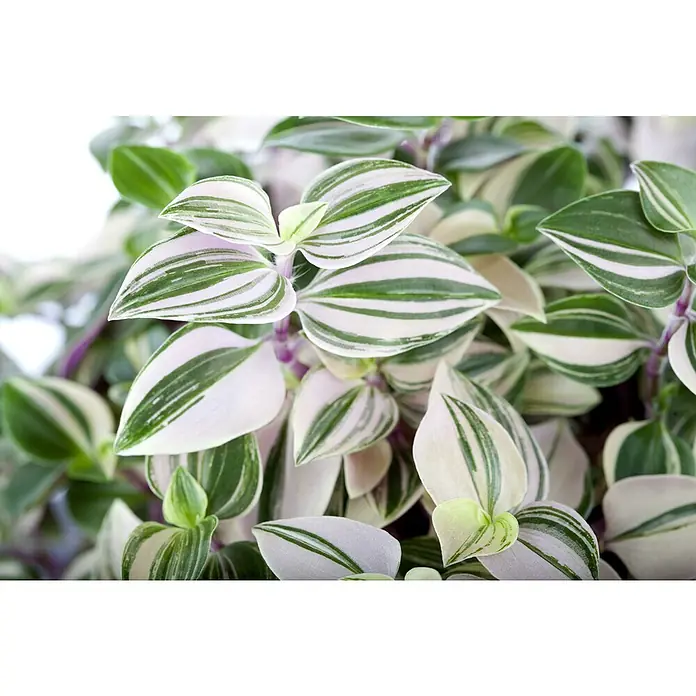 Piardino Dreimasterblume - Tradescantia zebrina 'Nanouk', Topfgröße: 12 cm - Stimmungsaufnahme