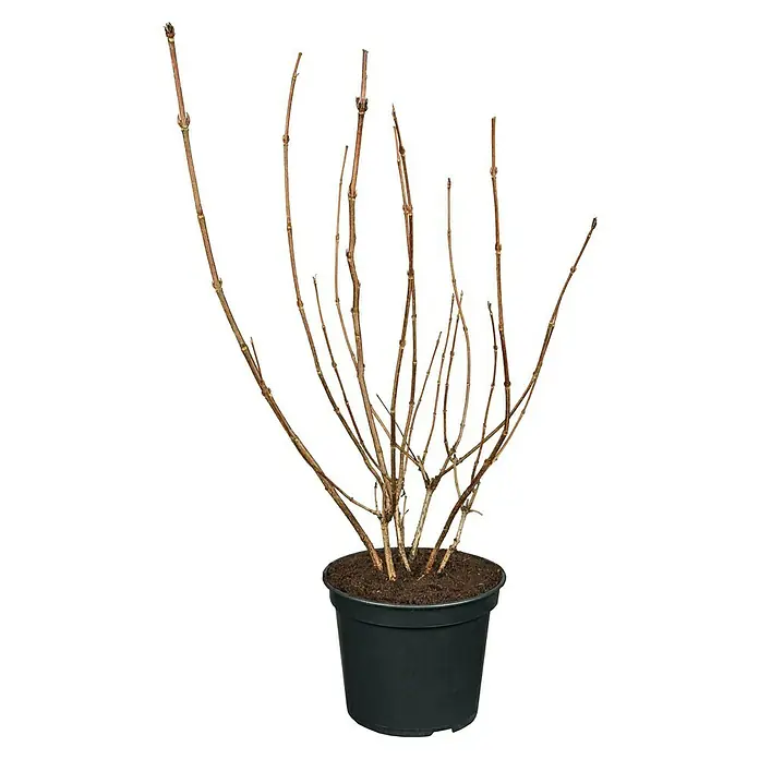 Piardino Pflanzen-Mix Blühsträucher in Arten/Sorten - Cornus, Deutzia, Forsythia, Ribes 'Kind Edward', Spiraea, Weigela, uvm, Topfgröße: 19 cm - Vorderansicht