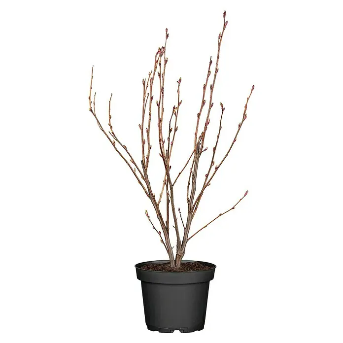 Piardino Pflanzen-Mix Blühsträucher in Arten/Sorten - Cornus, Deutzia, Forsythia, Ribes 'Kind Edward', Spiraea, Weigela, uvm, Topfgröße: 19 cm - Vorderansicht