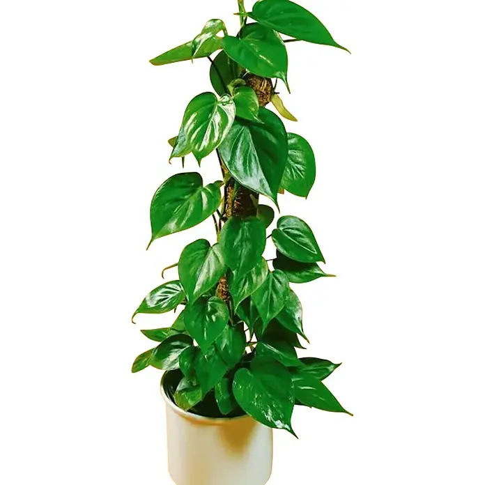 Philodendron - Philodendron, Tamaño de maceta: 8,5 cm - Vista frontal