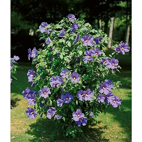 Hibiscus