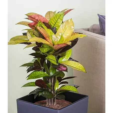 Piardino  Croton