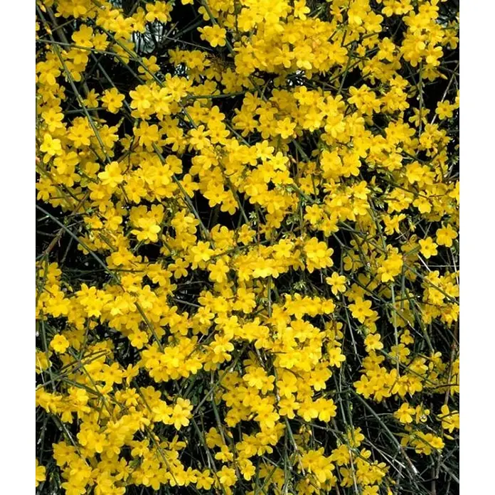 Jazmín de invierno - Jasminum Nudiflorum, Tamaño de maceta: 17 cm - Primer plano