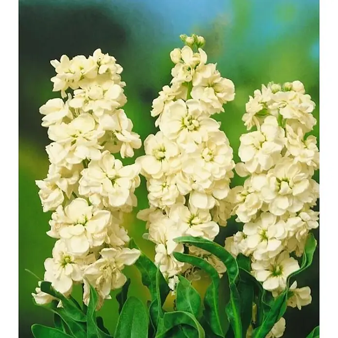Piardino Matthiola - Matthiola Hybriden, Tamaño de maceta: 14 cm, Blanco - Primer plano