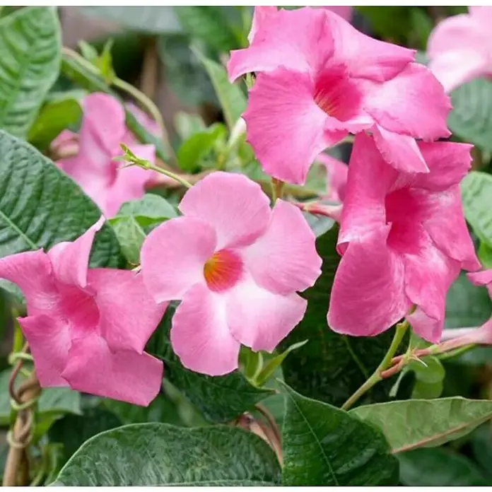 Piardino Mandevilla - Dipladenia Sundaville, Tamaño de maceta: 21 cm, En función de la variedad - Primer plano