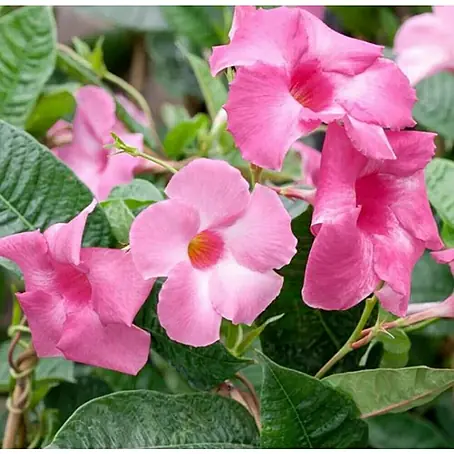 Mandevilla