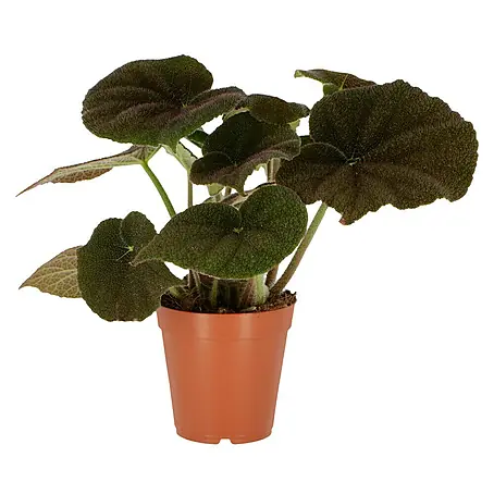 Piardino  Blattbegonie 'River'