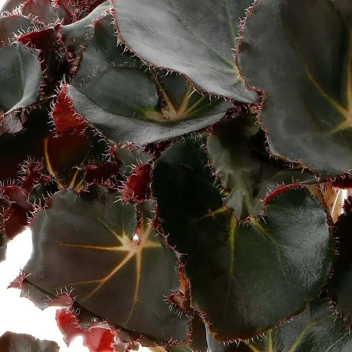 Piardino Blattbegonie 'Jungle Black' - Begonia erytrophylla 'Jungle Black', Topfgröße: 17 cm - Detailaufnahme