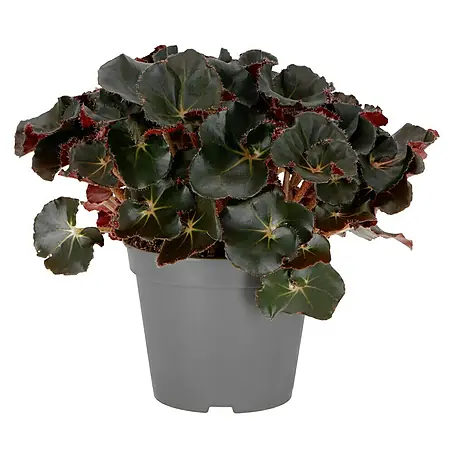 Piardino  Blattbegonie 'Jungle Black'