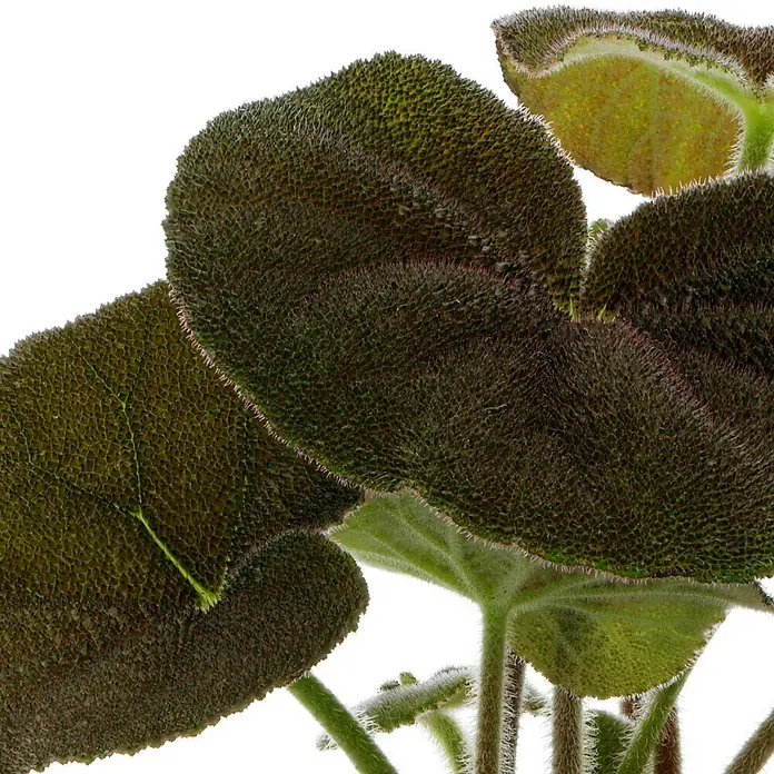 Piardino Blattbegonie 'River' - Begonia masoniana 'River', Topfgröße: 15 cm - Detailaufnahme