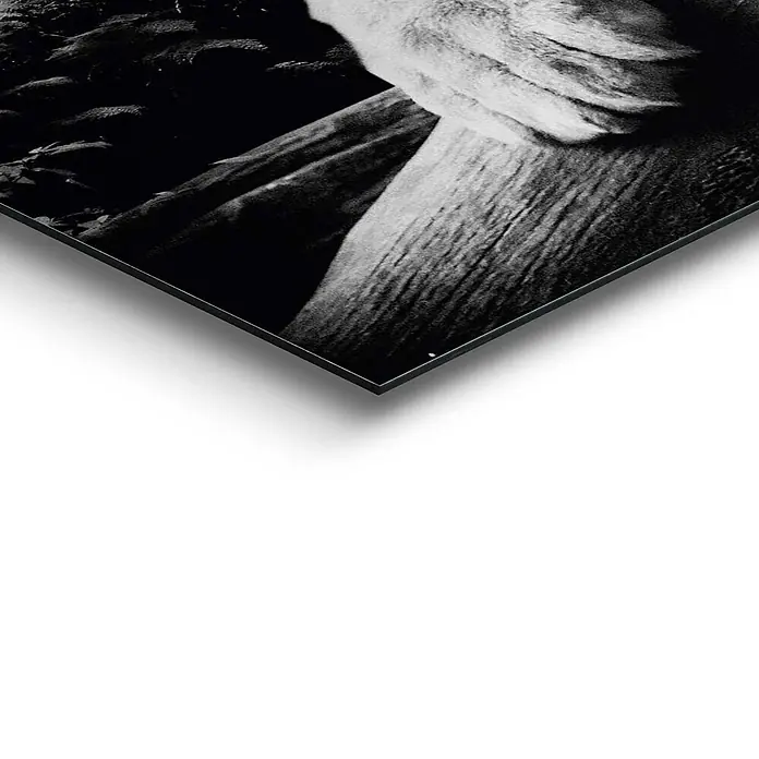 Decopanel - Tiger is Watching You, B x H: 90 x 60 cm - Detailaufnahme