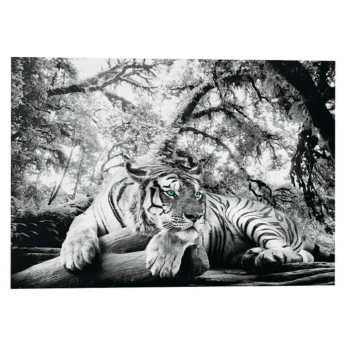 Decopanel - Tiger is Watching You, B x H: 140 x 100 cm - Vorderansicht