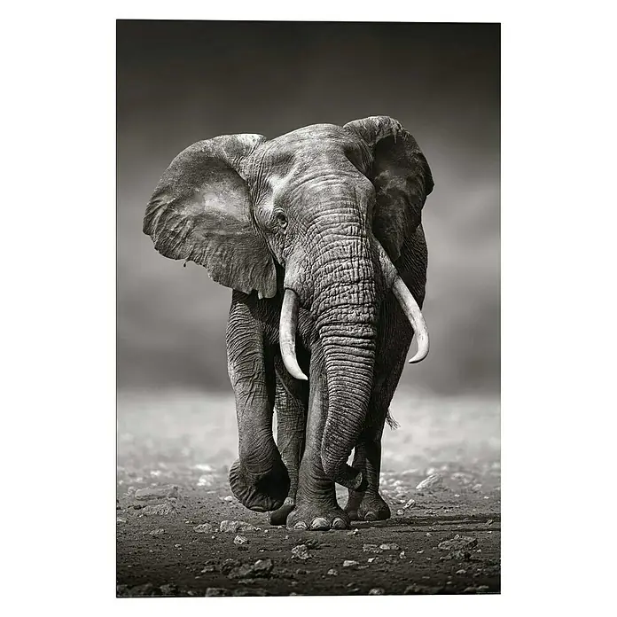 Decopanel - Elephant Walking, B x H: 60 x 90 cm - Vorderansicht