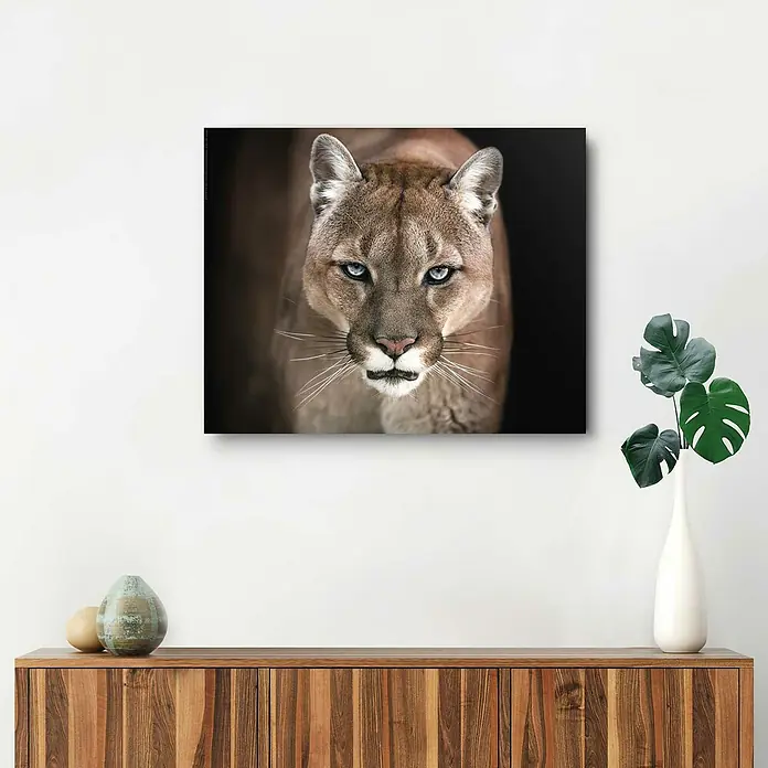 Decopanel - Cougar Close Up, B x H: 50 x 40 cm - Stimmungsaufnahme