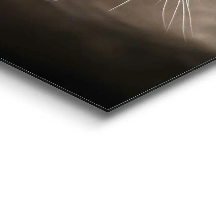 Decopanel - Cougar Close Up, B x H: 50 x 40 cm - Detailaufnahme