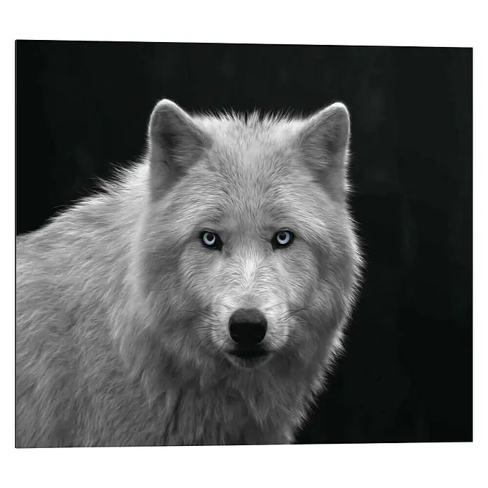 Decopanel - White Wolf - Blue Eyes, B x H: 50 x 40 cm - Vorderansicht