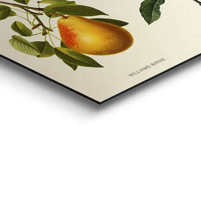 Decopanel - Fruit Illustrations, B x H: 90 x 30 cm - Detailaufnahme
