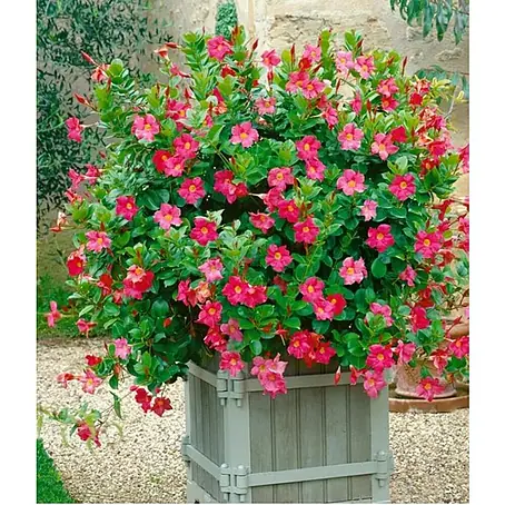 Mandevilla