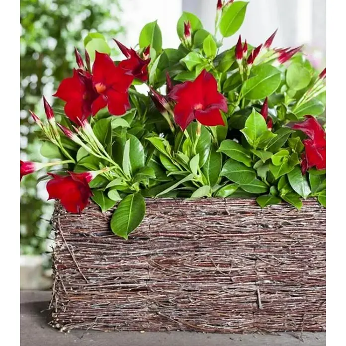 Piardino Mandevilla - Dipladenia Sundaville, Tamaño de maceta: 21 cm, En función de la variedad - Foto ambiente