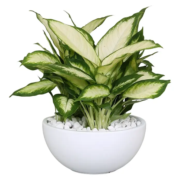 Piardino Pflanzenarrangement Dieffenbachie - Topfgröße: 25 cm - Vorderansicht