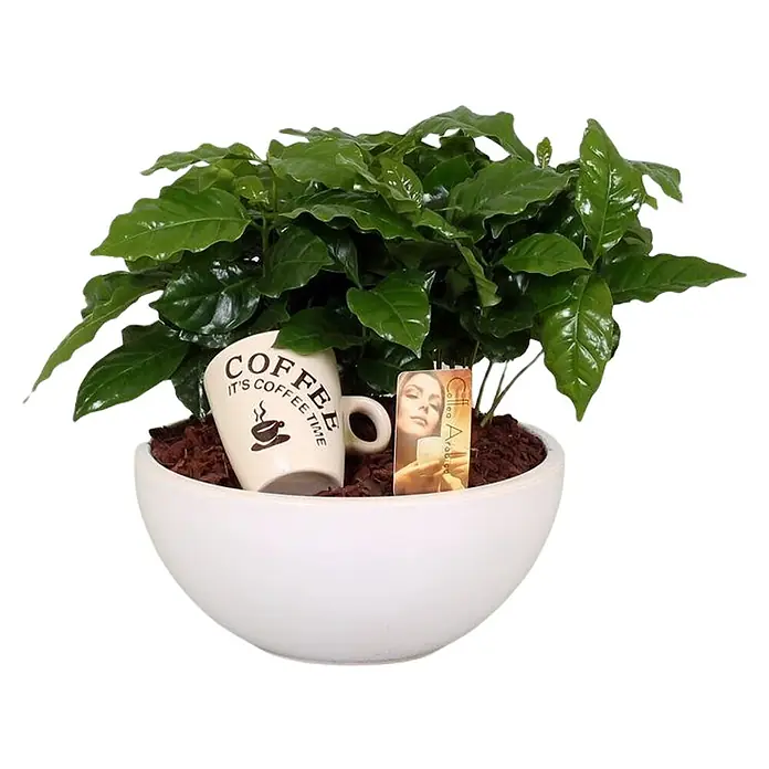 Piardino Pflanzenarrangement Kaffeepflanze - Topfgröße: 25 cm - Vorderansicht