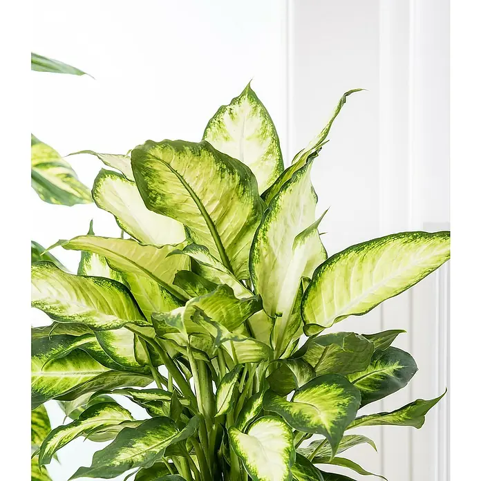 Piardino Pflanzenarrangement Dieffenbachie - Topfgröße: 25 cm - Detailaufnahme