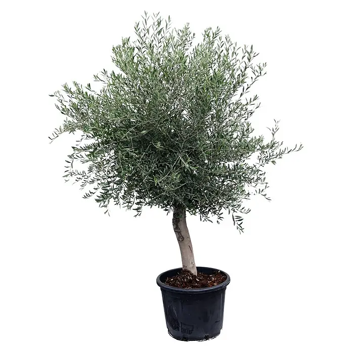 Piardino Olivenbaum - Olea europaea, Topfvolumen: 65 l - Vorderansicht