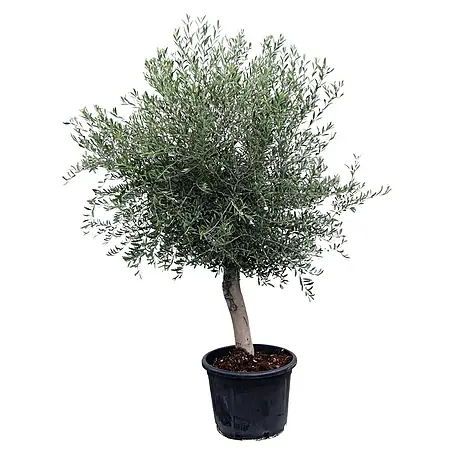 Piardino  Olivenbaum