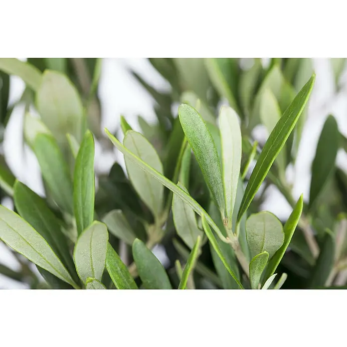 Piardino Olivenbaum - Olea europaea, Topfvolumen: 65 l - Detailaufnahme