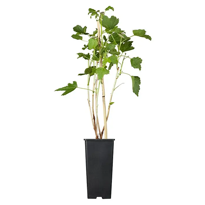 Piardino Schwarze Johannisbeere - Ribes nigrum 'Titania', Topfgröße: 19 cm, Erntezeit: Juli - September - Vorderansicht