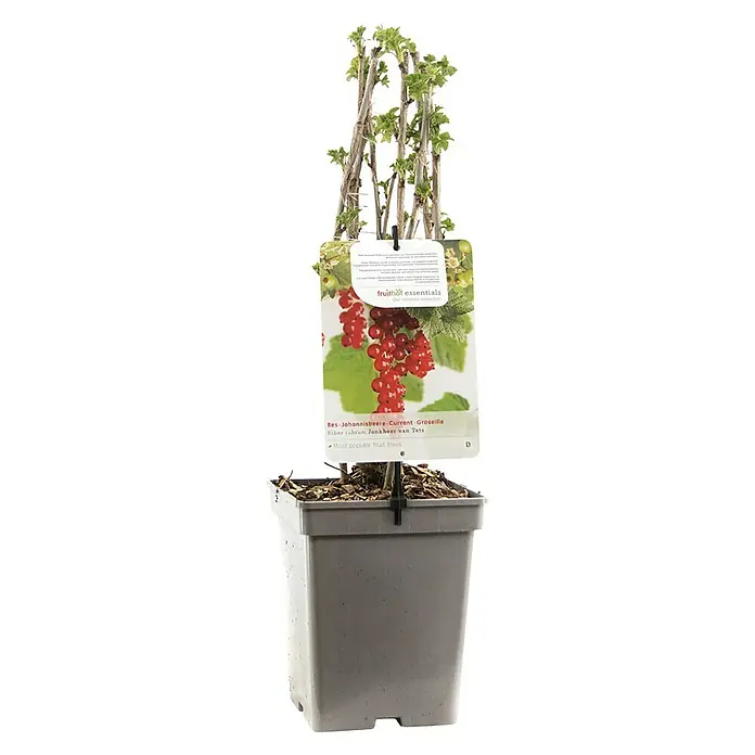 Rote Johannisbeere - Ribes rubrum 'Jonkheer van Tets', Erntezeit: Juni, Topfvolumen: 3 l - Diagonale Ansicht