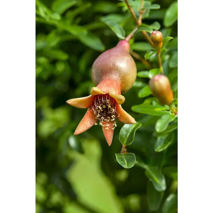 Piardino Granatapfelbaum - Punica granatum, Topfgröße: 14 cm - Detailaufnahme