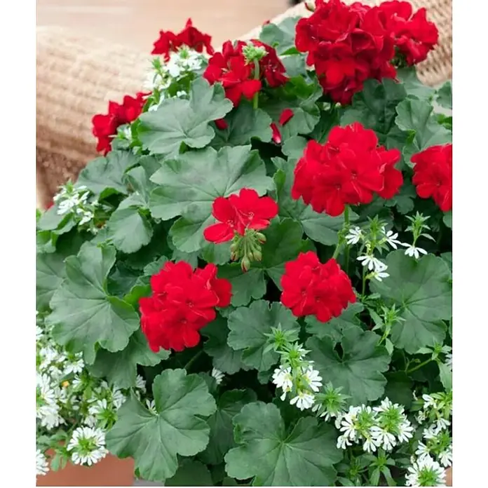 Piardino Geranio - Pelargonium Caliope, Tamaño de maceta: 15 cm, En función de la variedad - Primer plano