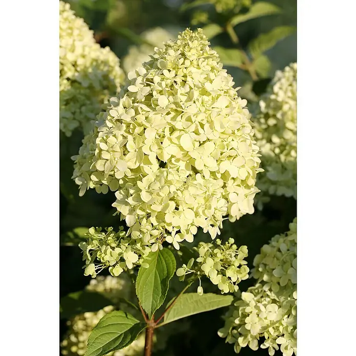 Rispen-Hortensie - Hydrangea paniculata, 5 l, Weiß - Detailaufnahme