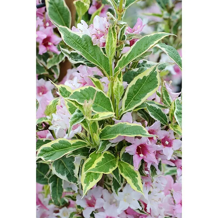 Piardino Pflanzen-Mix Blühsträucher in Arten/Sorten - Cornus, Deutzia, Forsythia, Ribes, Spiraea, Weigela, uvm, Topfvolumen: 5 l - Stimmungsaufnahme