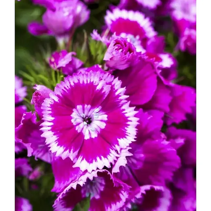 Clavel del poeta - Dianthus barbatus, Tamaño de maceta: 11 cm, En función de la variedad - Foto ambiente
