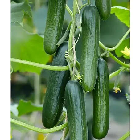 Pepino