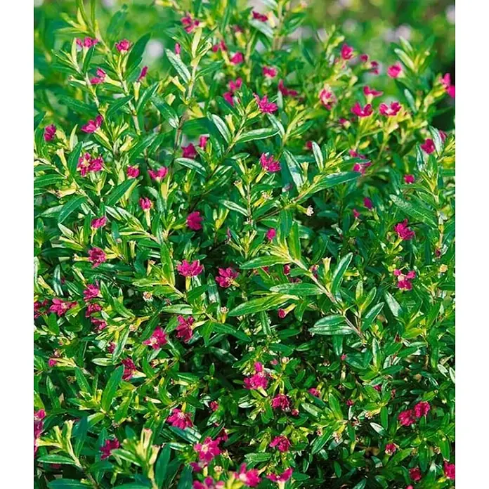 Cufea - Cuphea hyssopifolia, Tamaño de maceta: 13 cm, Rosa/Blanco - Primer plano