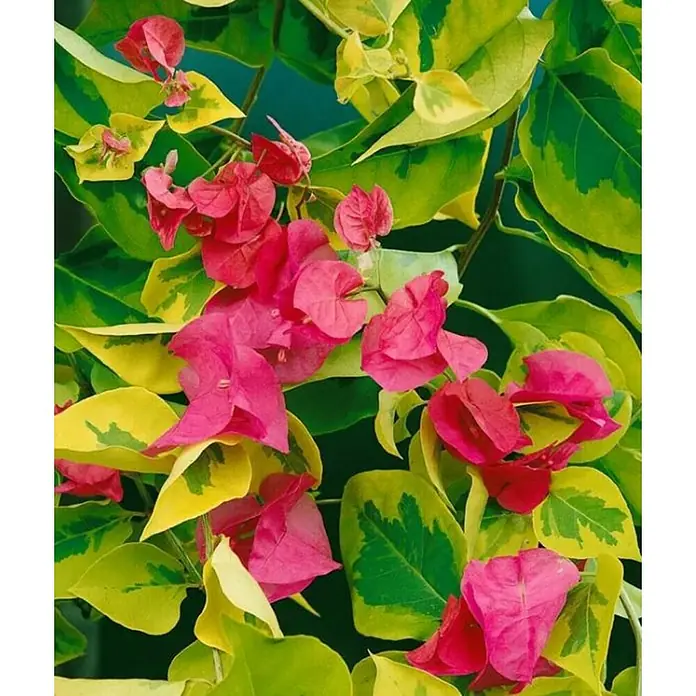 Piardino Buganvilla - Bougainvillea sanderiana, Tamaño de maceta: 17 cm - Primer plano
