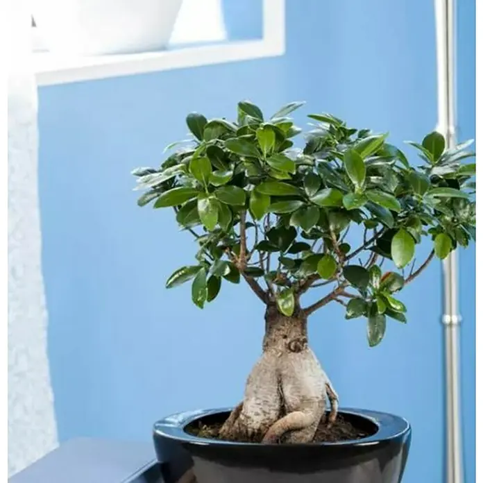Ficus de Indias - Ficus M. Gingseng, Tamaño de maceta: 18 cm - Foto ambiente